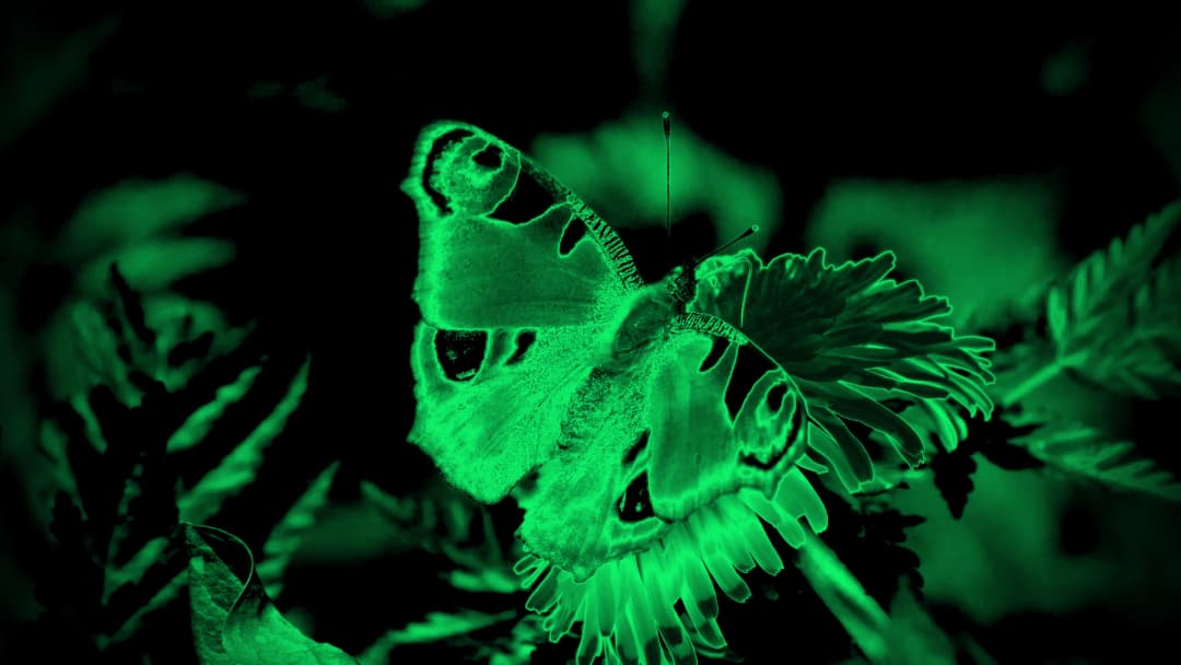 "Night Vision" Effect